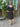 ARCHIVE - 1950s Black Chantilly Lace Peplum Cocktail Dress