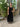 1950s Frank Usher Black Panne Silk Velvet Dress