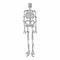 1990s Butler and Wilson Diamante Skeleton Brooch