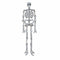1990s Butler and Wilson Diamante Skeleton Brooch